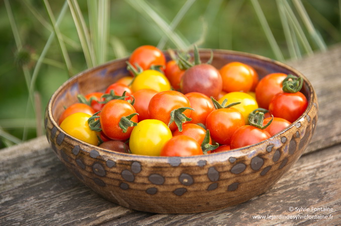 Récolte des premières tomates cerises 