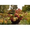 Cueillette de fleurs en automne au jardin de sylvie fontaine