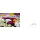 FLEURS DU JARDIN - SAISON 2 Les créations - livre en téléchargement
