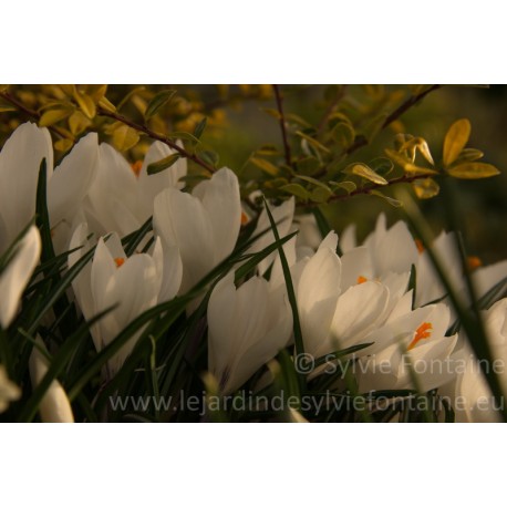 CROCUS BLANCS