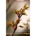 BEAUTE PRINTANIERE : L'ACER PALMATUM SANGOKAKU 