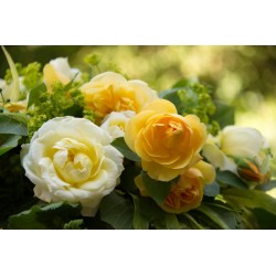 LA BEAUTE DES ROSES N°1