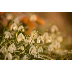 GALANTHUS, ADORABLE PERCE-NEIGE N°1