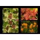 HELLEBORES Haute couture au jardin- - Sylvie Fontaine en téléchargement