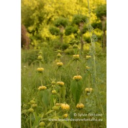 Phlomis russeliana graines du jardin