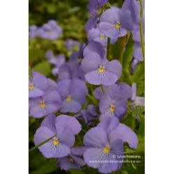 Viola cornuta ‘Blue Perfection’