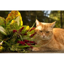 CHAT AU BOUQUET N°1