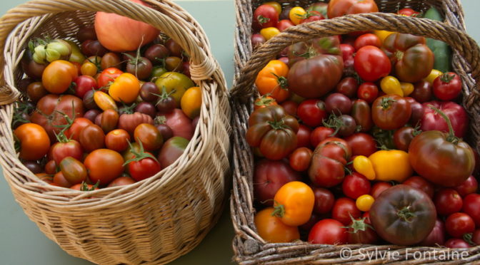 Tenir bon …avec la tomate 365j par an!